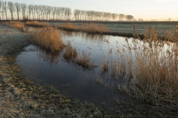 Historisch grasland.