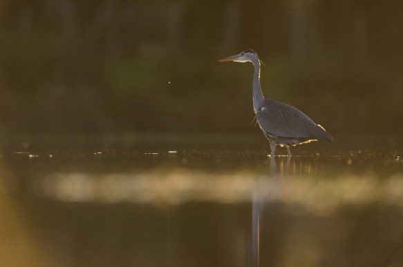 Blauwe reiger