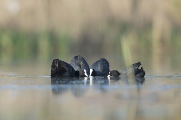 Meerkoet