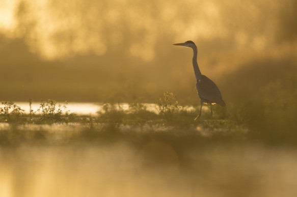 Blauwe reiger