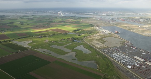 Natuur in de Waaslandhaven 