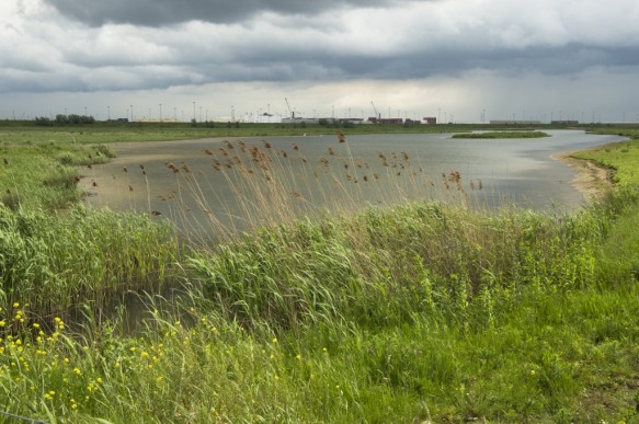 Natuur in de omgeving van de Waaslandhaven.