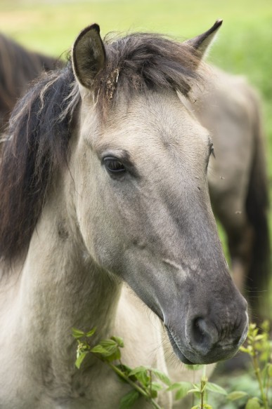 Konikpaarden