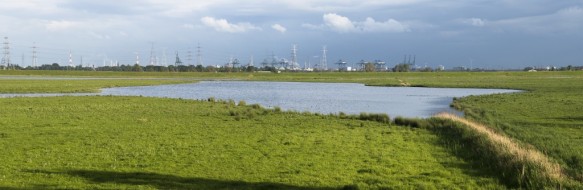 Natuur in de Waaslandhaven.