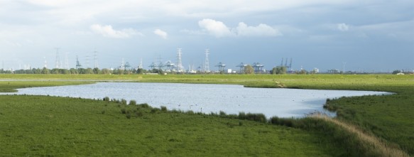 Natuur in de Waaslandhaven.