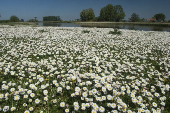 Madeliefjes