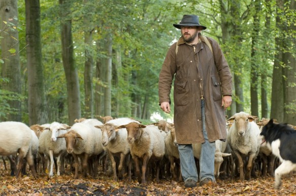 Herder met zijn schapen