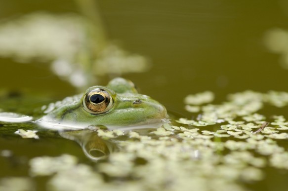 Groene kikker