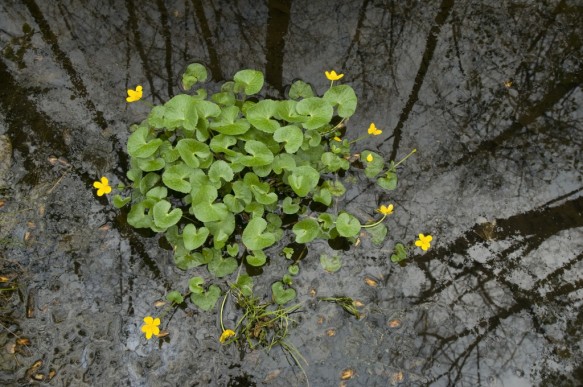 Dotterbloem
