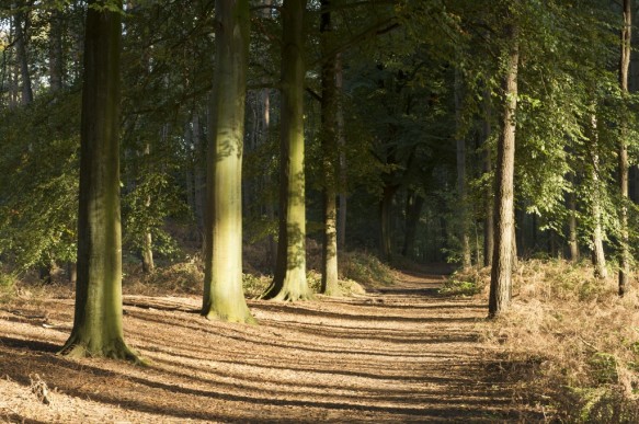 Bos in de herfst