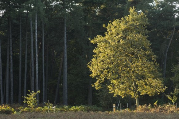 Bos in de herfst