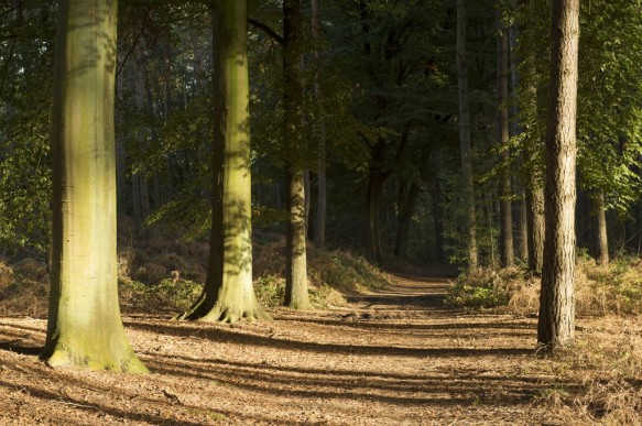 Bos in de herfst
