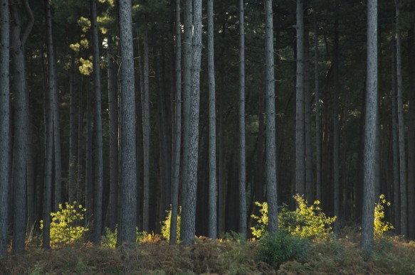 Bos in de herfst