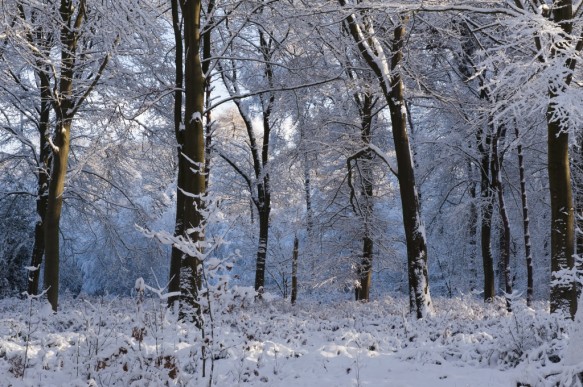 Het Leen in de sneeuw.