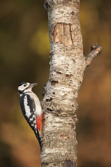 Grote Bonte Specht