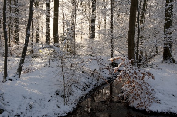 Drongengoed in de winter.