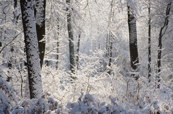 Het Leen in de sneeuw.