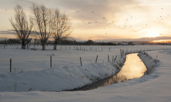 Poldersloot in de winter.