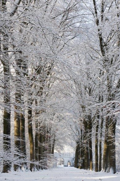 Drongengoed in de winter.