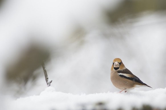 Appelvink