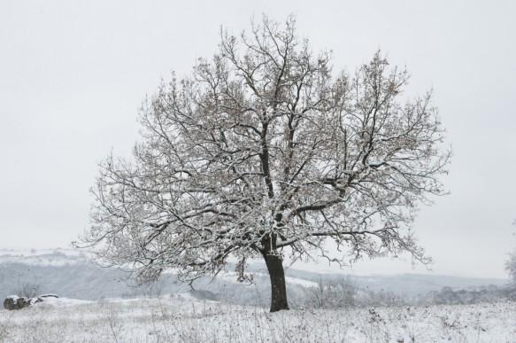 Bulgarije