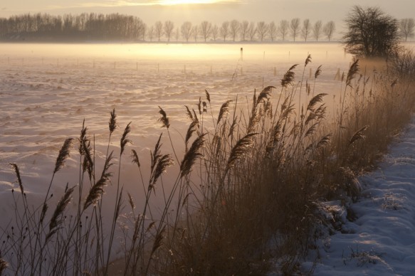 Winterse polder.