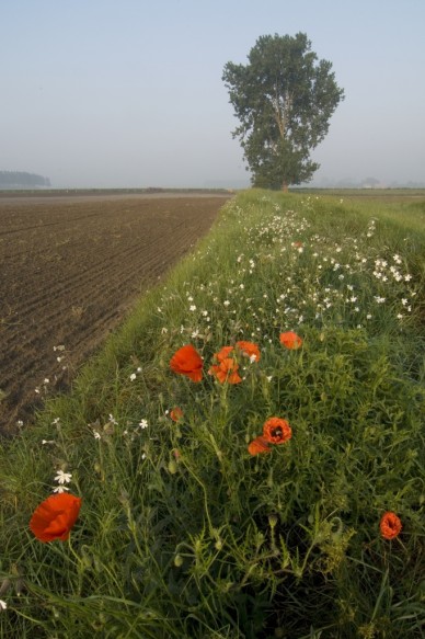 Bloemdijk