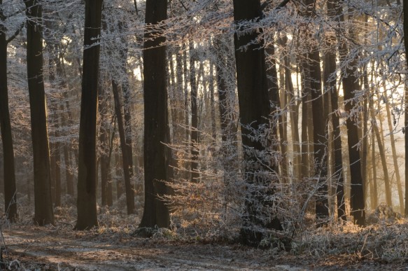 Bos in de winter.