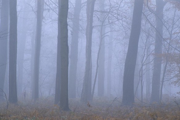 Boslandschap