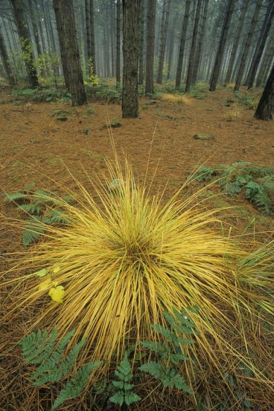 Lembeekse bossen