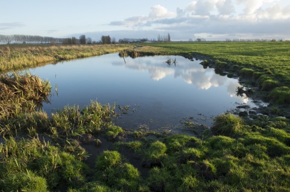 Poldergrasland