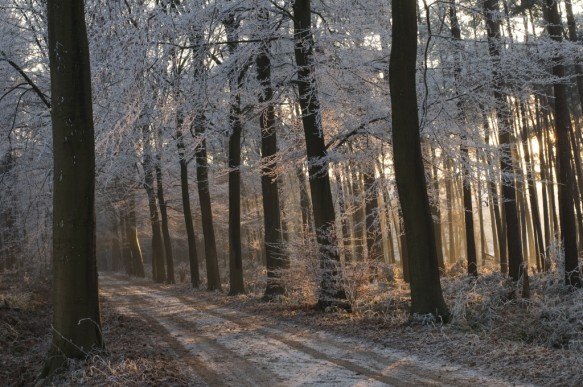 Bos in de winter.