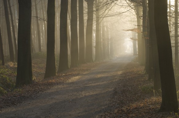 Bos in de winter.
