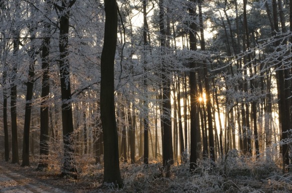 Bos in de winter.