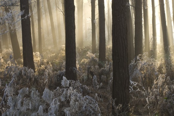 Bos in de winter.