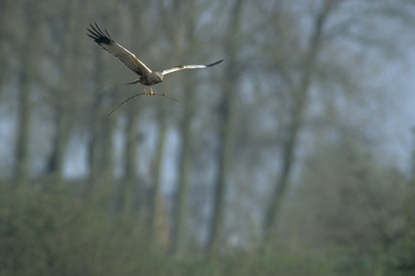 Bruine kiekendief