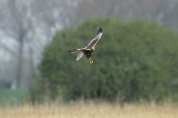 Bruine kiekendief