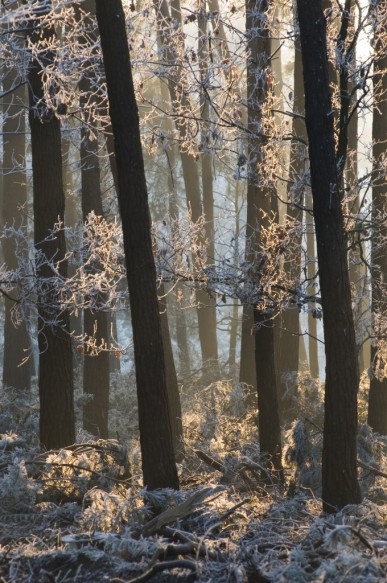 Bos in de winter.