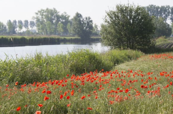 Klaprozen