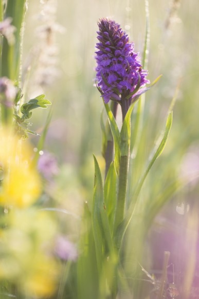 Brede orchis