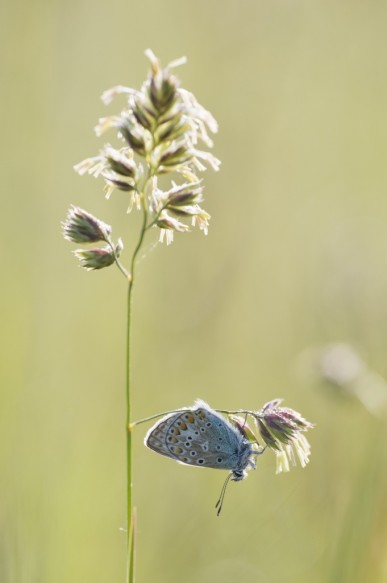 Icarus blauwtje