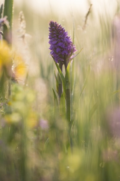 Brede orchis