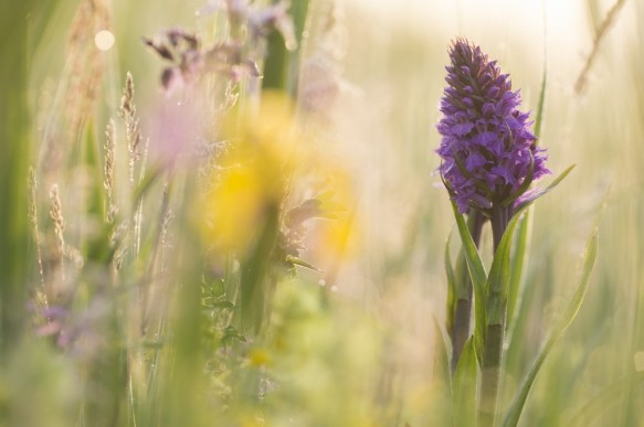 Brede orchis