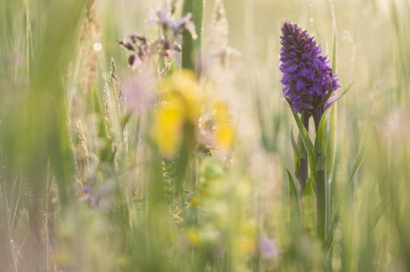 Brede orchis