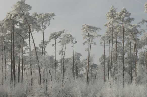 Naaldbomen in de winter.