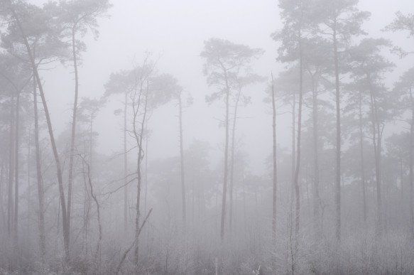 Naaldbomen in de mist.