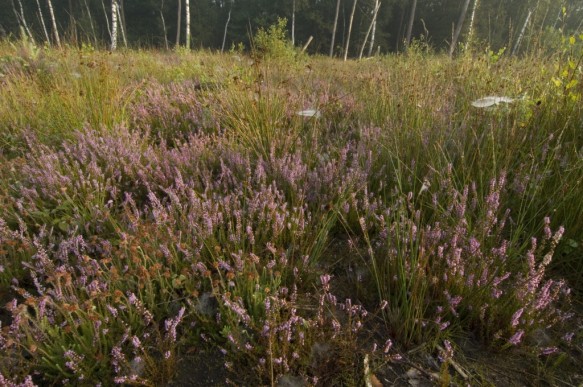 Bloeiende struikheide.