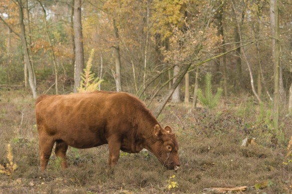Maldegemveld