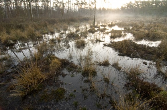 Maldegemveld