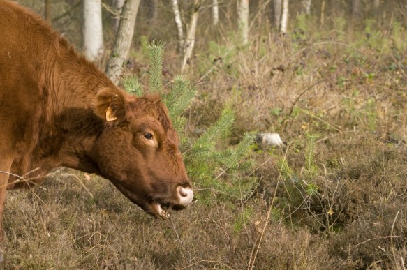 Galloway rund